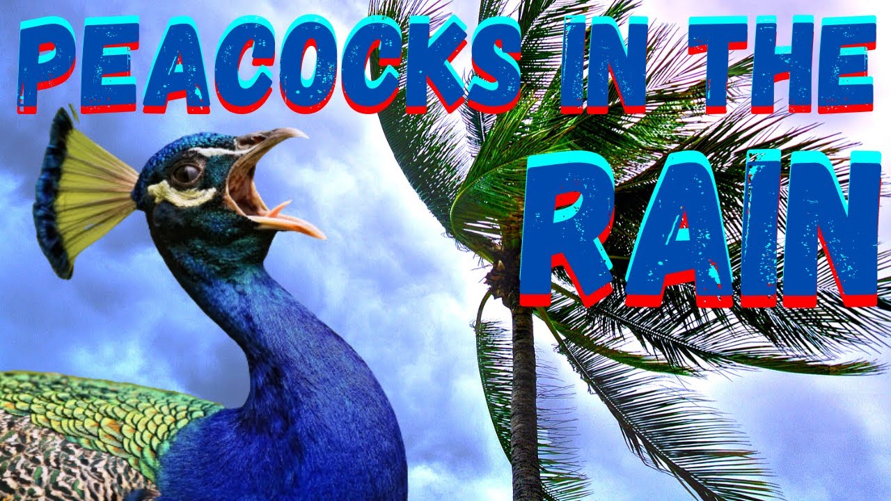 Peacock Dance in the Rain and Mist