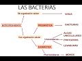 INTRODUCCIÓN A LA MICROBIOLOGÍA - Las bacterias