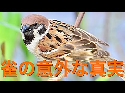 【野鳥】私達の身近な小鳥の社会とは