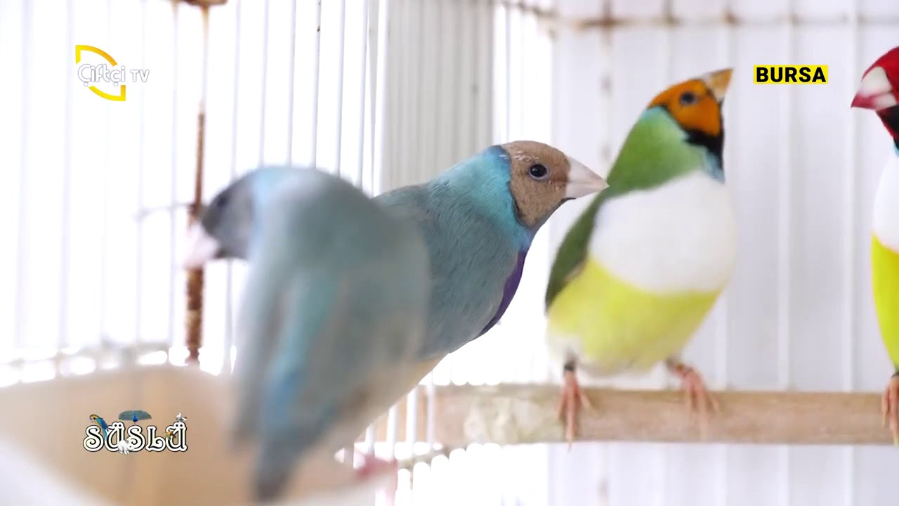 Gouldian Finch Yem Çimlendirme Uğur Uzun