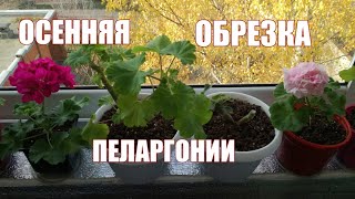 Осенняя обрезка пеларгонии. Стоит ли обрезать пеларгонию, если она зимует в квартире.