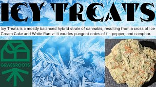 GRASSROOTS FLOWER REVIEW - Icy Treats | Curaleaf's 'Top Tiered' Flower Line | Cannabis with Kronik:)