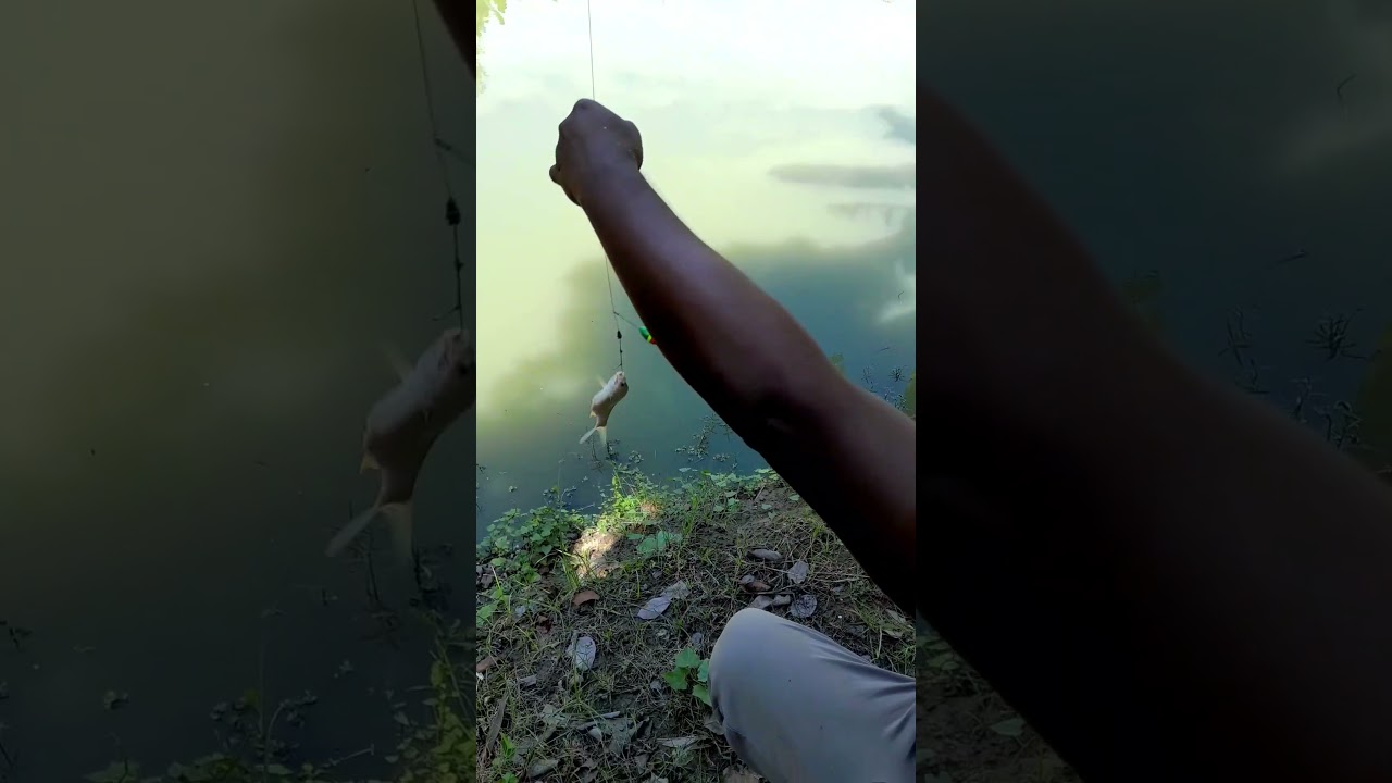 Catching Puntius: It's a Reel Thrill!