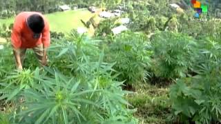 Colombia Legalizes Medicinal Marijuana