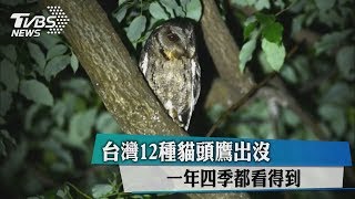 台灣１２種貓頭鷹出沒一年四季都看得到 Youtube