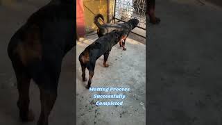 Rosy’S Matting Process Completed #pets #ytshorts #love #cute #rottweiler #dogmating #doglove