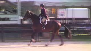  Of Cobham Park Ridden By Krysia Nelson From Shownet
