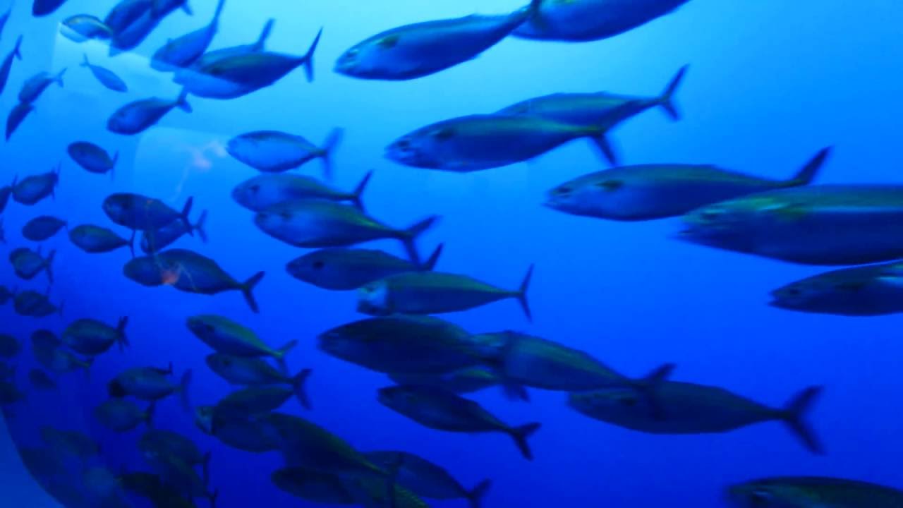 Pacific Mackerel Swimming Monterey Bay Aquarium, California YouTube