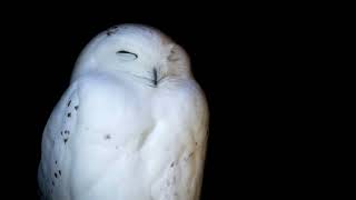 Portraits of Birds of Prey: Eagles, Falcons and Owls Slideshow