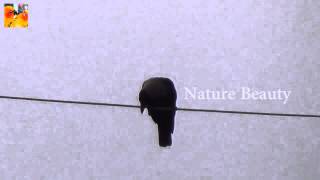 Crows In Dangerous Places On Power Wires