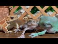 He is a dark horse🐸 Frog & Toad & Frog