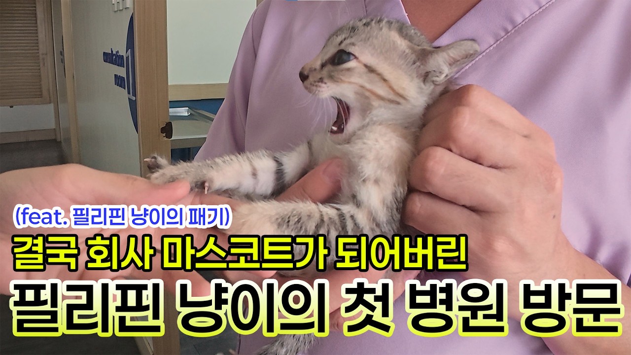(Eng Sub) 외국에서 고양이 집사 되기: 필리핀 동물병원은 한국이랑 어떻게 다를까?