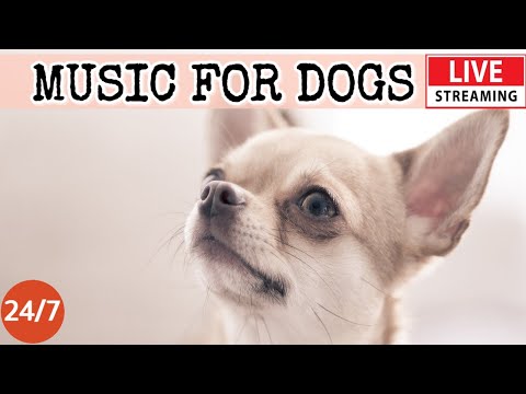 Dog Music Calming Music For Dogs Soothing Sleep MusicAnti Separation Anxiety Relief 2-1