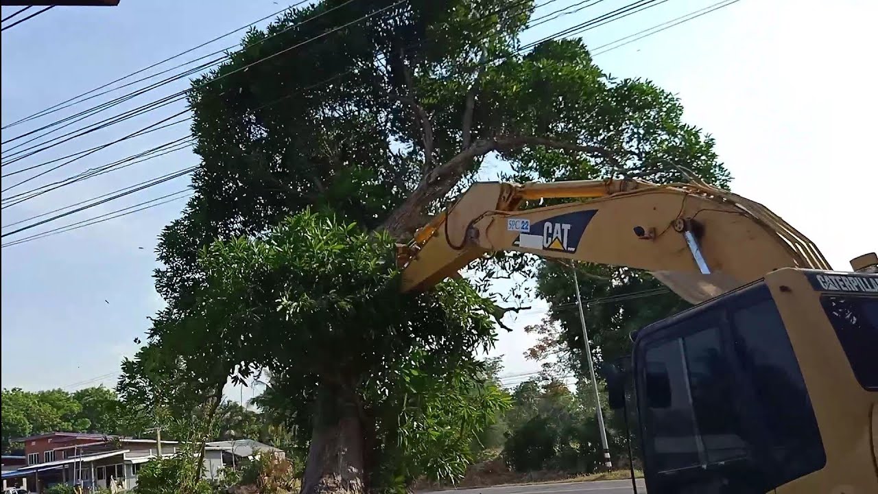 CAT320C ล้มต้นไม้ใหญ่ต้องให้รถที่วิ่งผ่านหยุดวิ่งก่อน