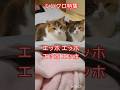 みんなに伝えなきゃ！#シンクロ #えっほえっほ #ねこファミリー #ねこのいる生活 #注目 #三毛猫