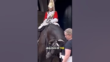 TOURISTS LOVED HIM BUT THE HORSE LOVED THEM MORE