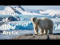 Polar Bear:The Ultimate Arctic Predator