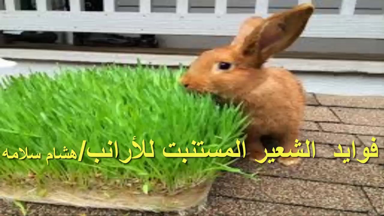 فوايد الشعير المستنبت للأرانب