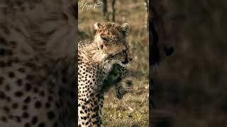 Cheetah Cubs Playing