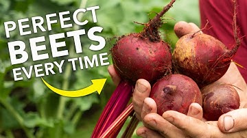 Grow Perfect Beets/Beetroot Every Time!
