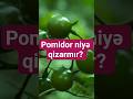Pomidor gec qizarir? ne edek? #pomidor #istixana #parnik #KəndTəsərrüfatı #tomata #garden #qirmizi