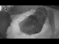 Andean Bear Brienne Moves Cub Out of Den