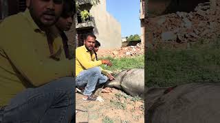 आज बरुआसागर बाजार में एक नंदी बाबा को पेट में बहुत घाव हे #cow #help #gaumata #indiancow 🙏🙏🐄🐄
