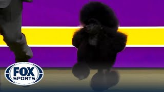 Sage the Miniature Poodle wins the WKC NonSporting Group | Westminster Kennel Club