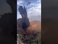 tree cutting #downtree #cuttingtree #chainsaw