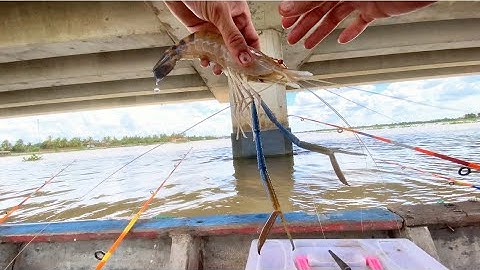 Con Nước Tôm Ăn Mạnh Đủ Tiền Mòi Câu Một Tuần