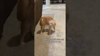 Cat reaction to cat mask🙀👹 #cat #pets #cats #funny #funypets