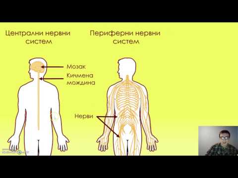 Centralni i periferni nervni sistem - 7. razred