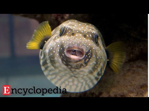 【Biomimetics】Pufferfish Optimization Algorithm