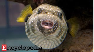 【Biomimetics】Pufferfish Optimization Algorithm