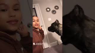 cane corso TikTok compliation