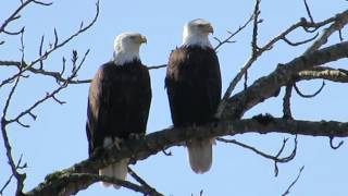 03/05/15 Bald Eagles Mating Calls @ Kent, Wa. My Edited Videos