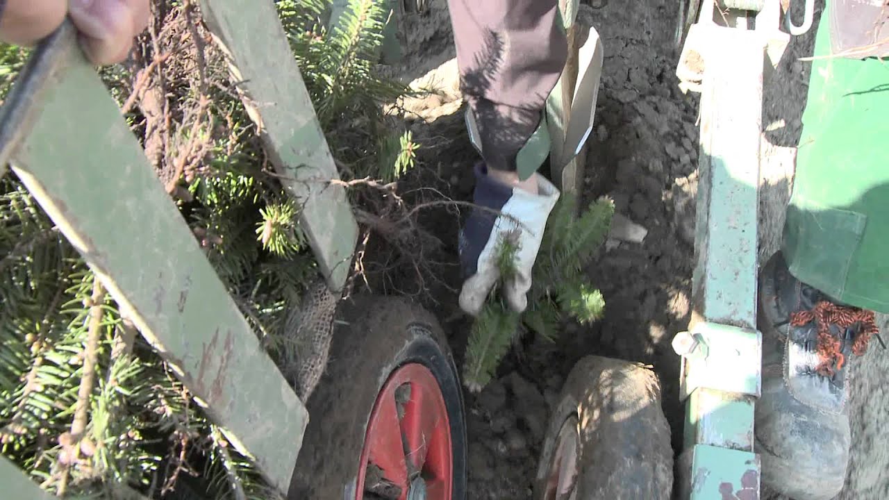 Grün Team - Maschinenpflanzung Erstaufforstung
