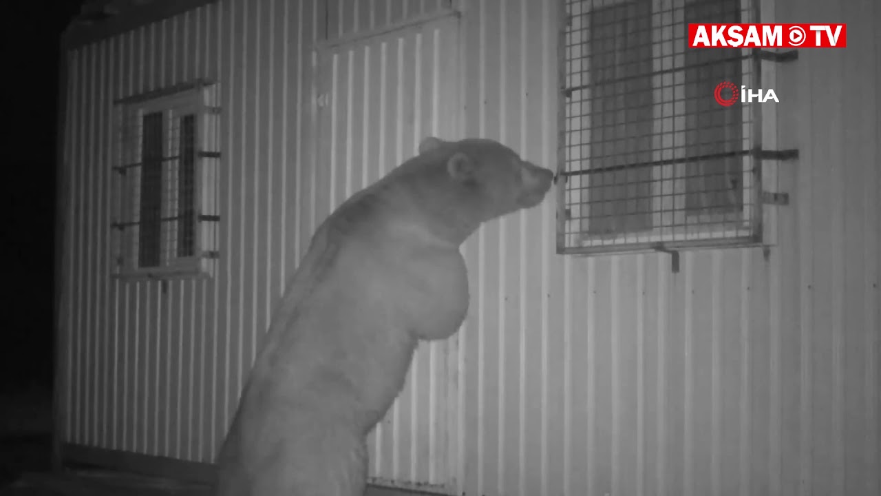 arı kovanı yapımı Balın Kokusunu Alan Ayı Kapıyı Açmak İçin Böyle Uğraştı