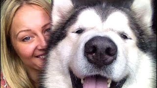 FAQ of Life with Malamutes your questions answered Youtube inclusive VLOG
