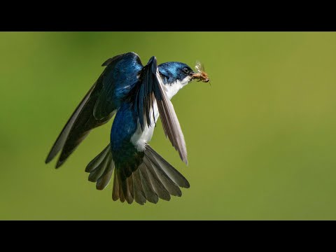 Watch the Masterful Flight of Tree Swallows: Wild Birds Revealed
