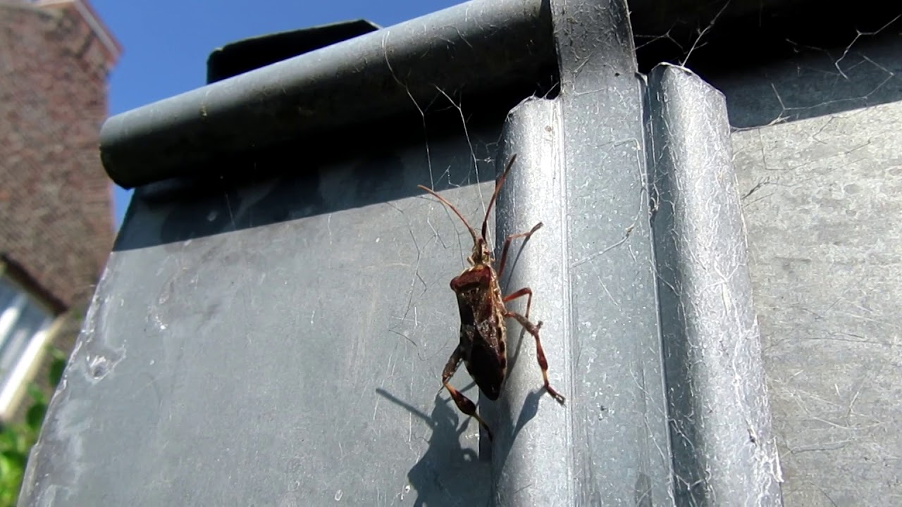 Those who will survive us ~ Nezara viridula [nymphe] & alydidae ?