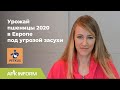 Урожай пшеницы - 2020 в Европе под угрозой засухи | APK-INFORM