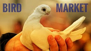 картинка: Оргеевский Птичий Рынок 08.11.20 ( Часть 1 из 3 )
