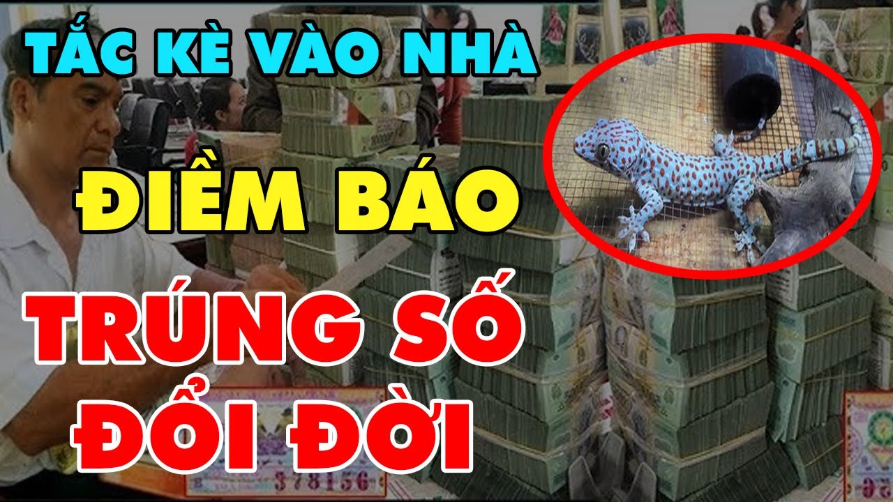 TẮC KÈ Đột Nhiên Vào Nhà Là Điềm Báo Sắp Trúng Số Độc... - youtube