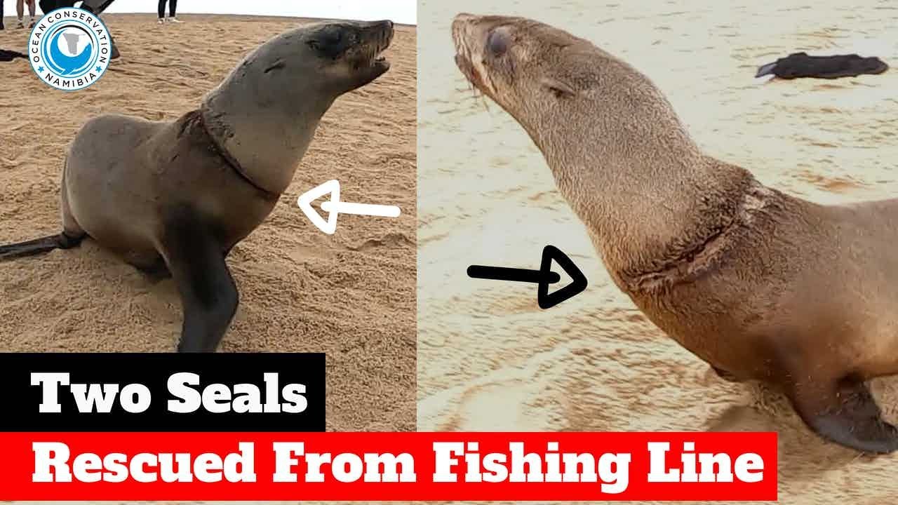 Two Entangled Seals Rescued From Fishing Line YouTube