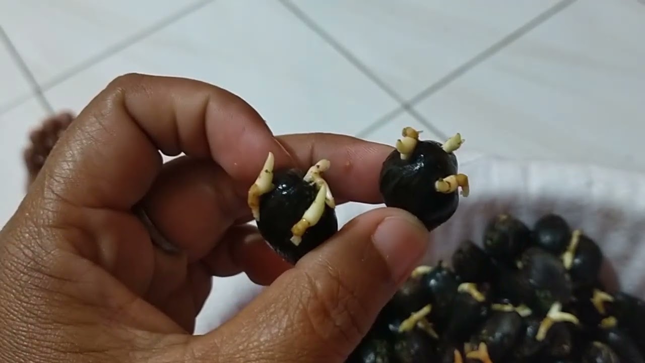 Cara Memperpanjang Akar Kecambah Sawit Tetap Dalam Plastik. Ini Jenis PPKS 239 Turunan Yangambi