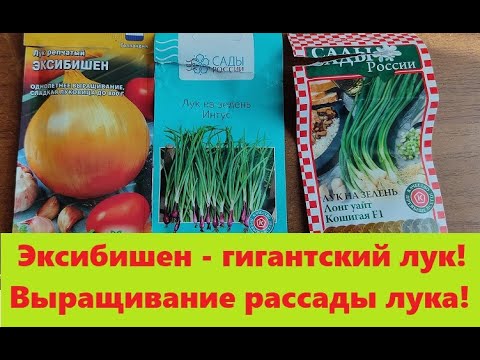 Гигантский лук #ЭКСИБИШЕН. Выращивание через #рассаду.