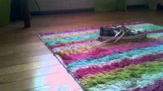 Stop Motion Shoe Video