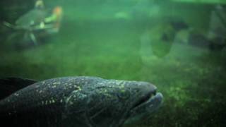 monster fish II (720P)