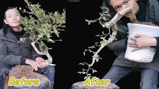 How to bend a bonsai - guide to create beautiful bonsai, bonsai art#18